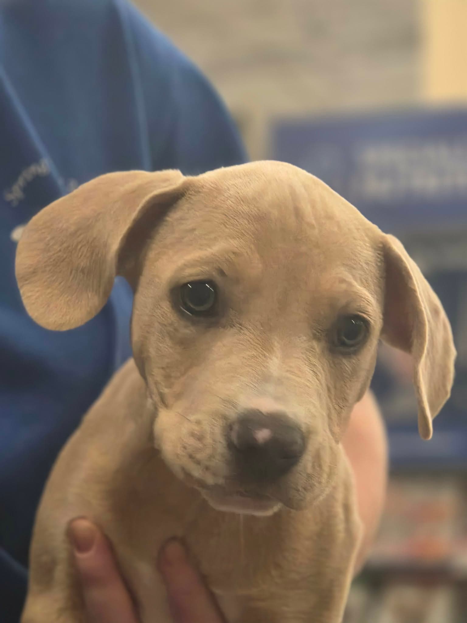 Angel - American Pit Bull Terrier