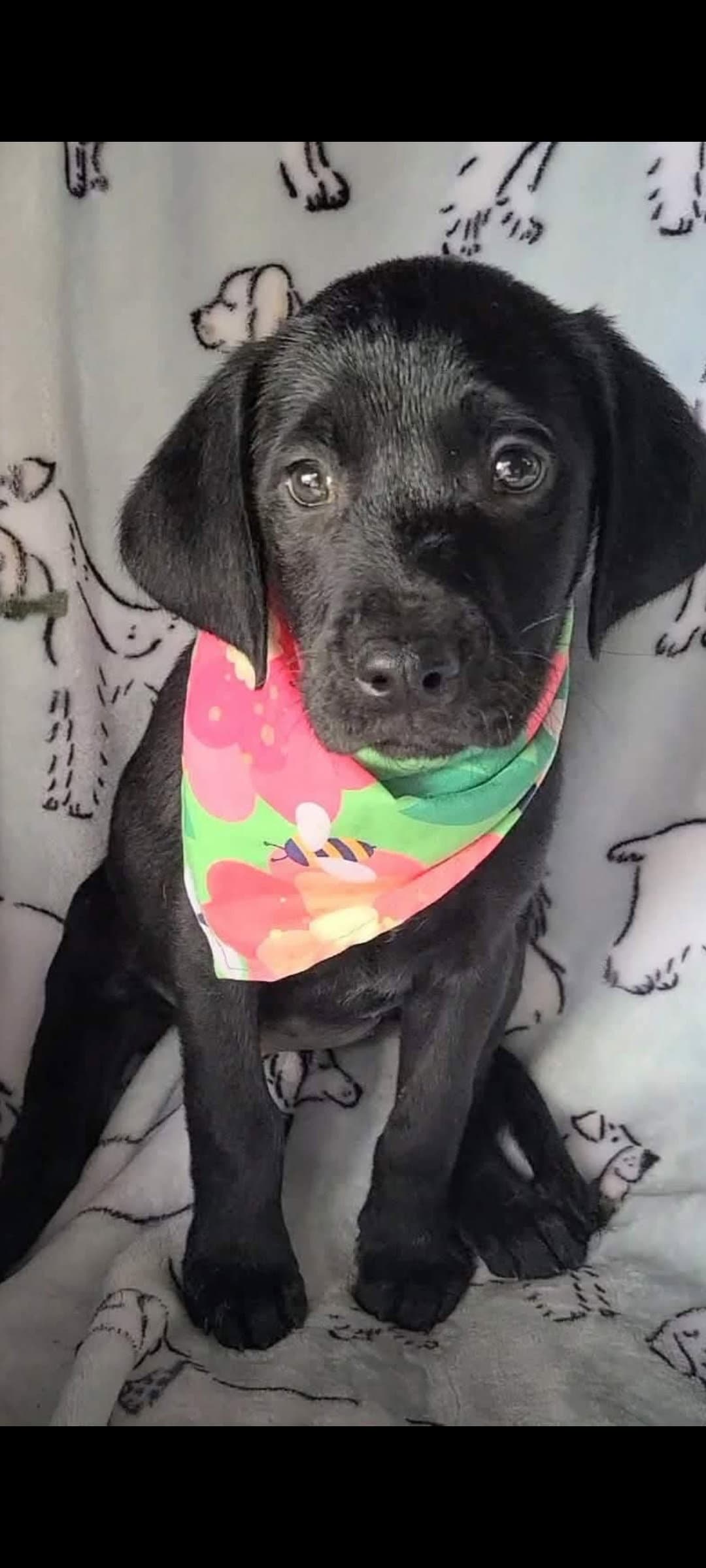 Hewitt - Labrador Retriever