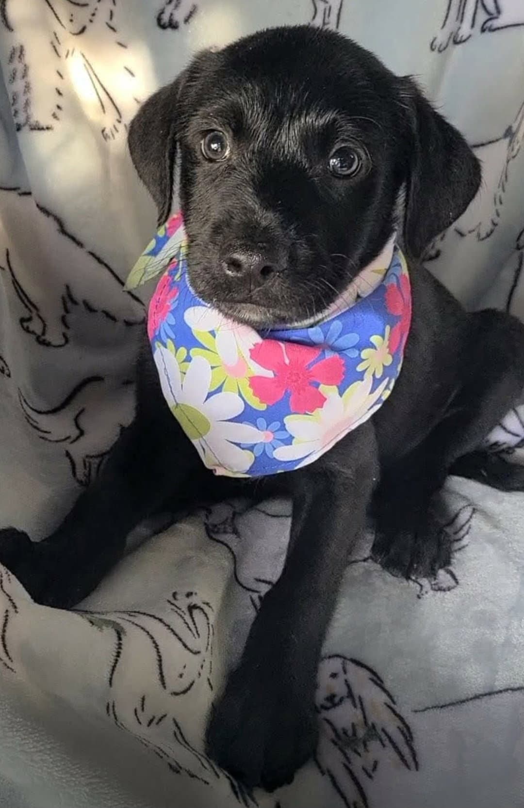 Harper - Labrador Retriever