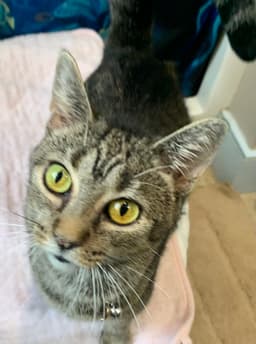 Marbles Sweet Girl image 1