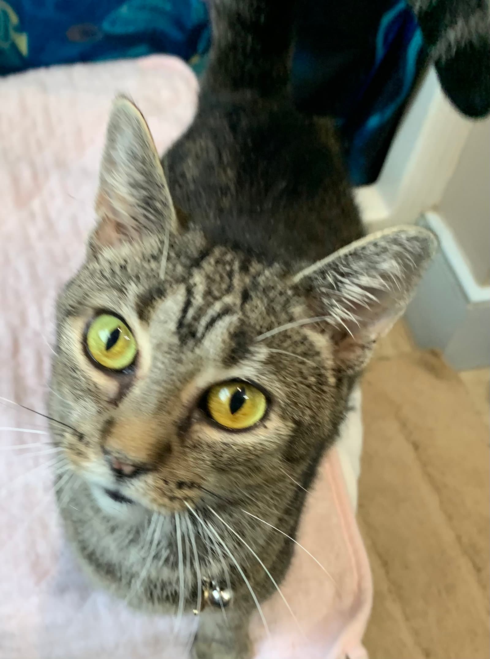 Marbles Sweet Girl - Domestic Short Hair