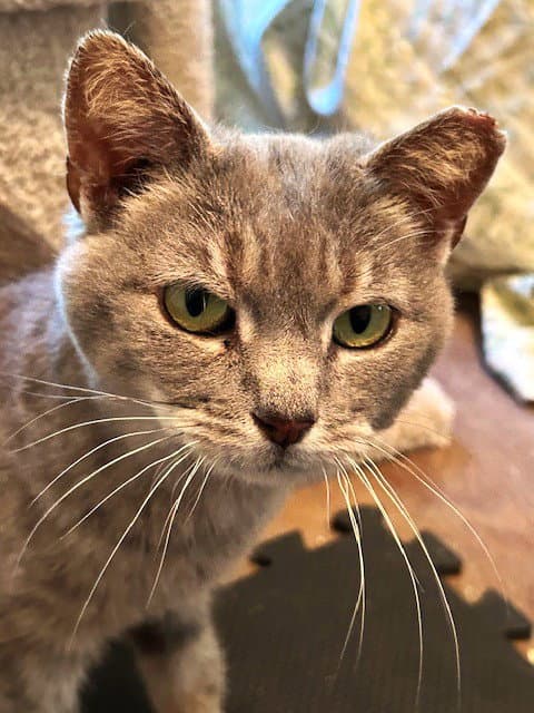 Trinity Queen Of The Head Bumps - Domestic Short Hair
