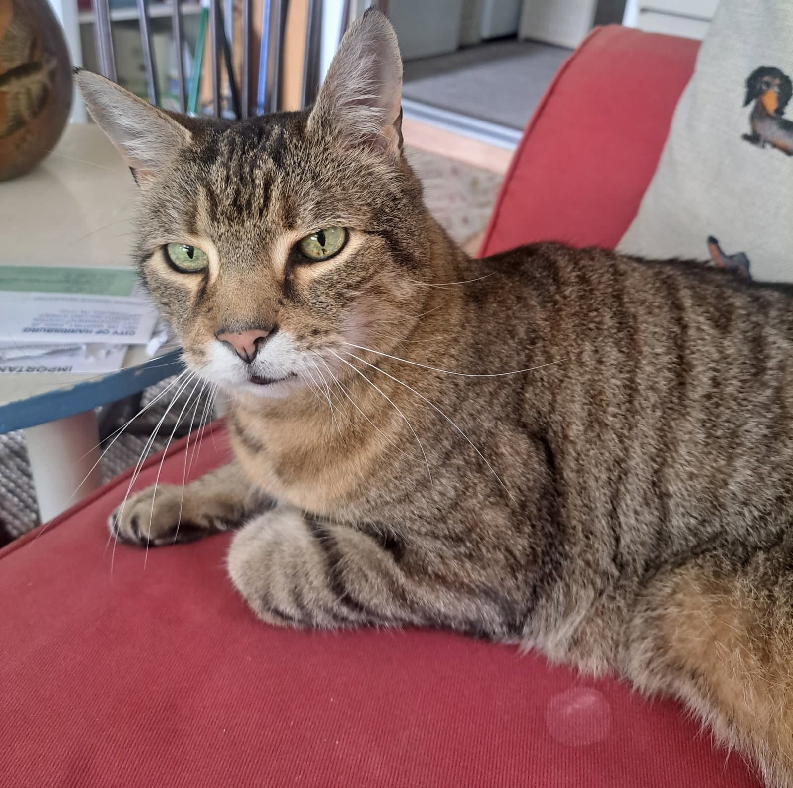 Albert - Domestic Short Hair
