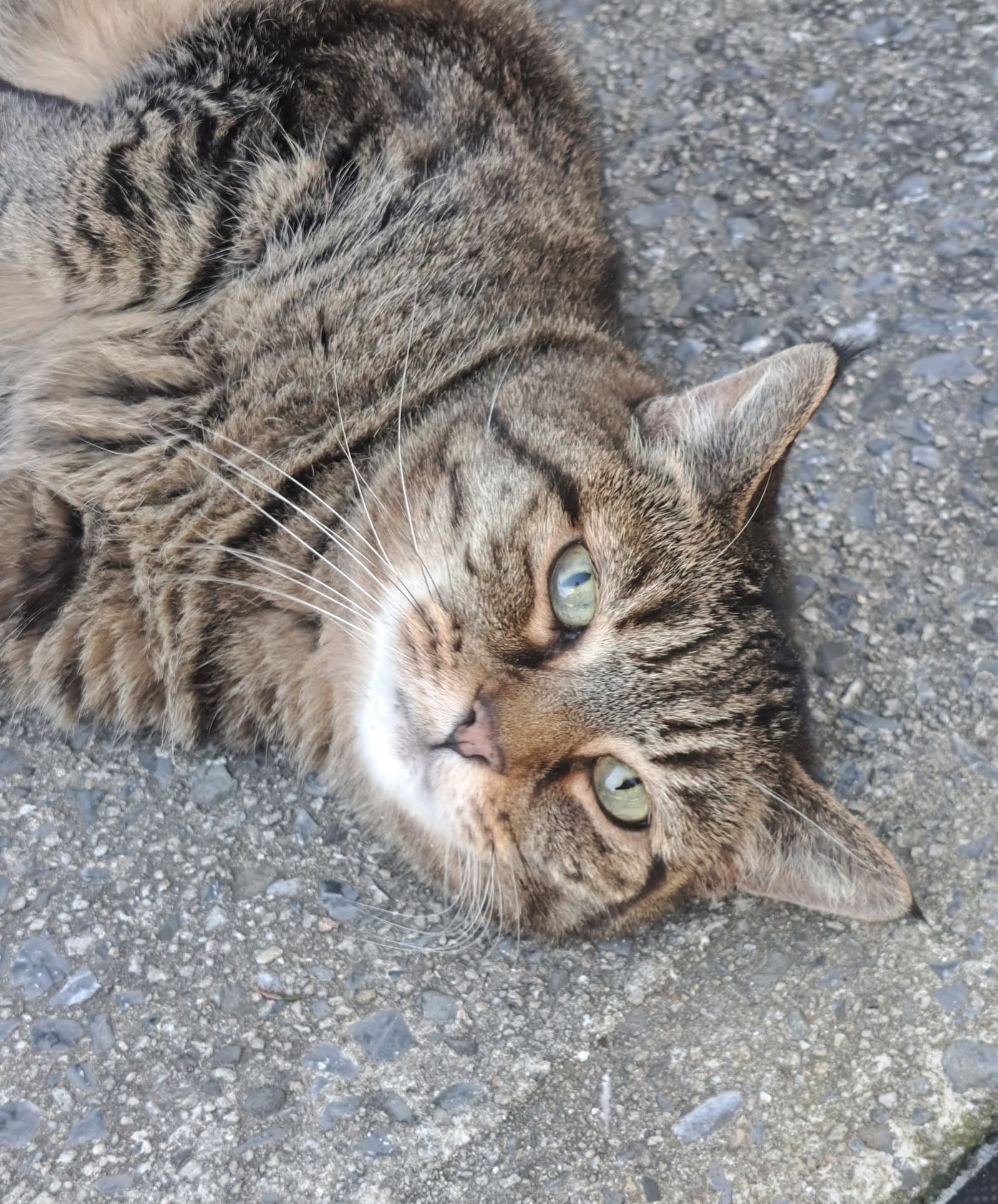 Freddie - Domestic Short Hair