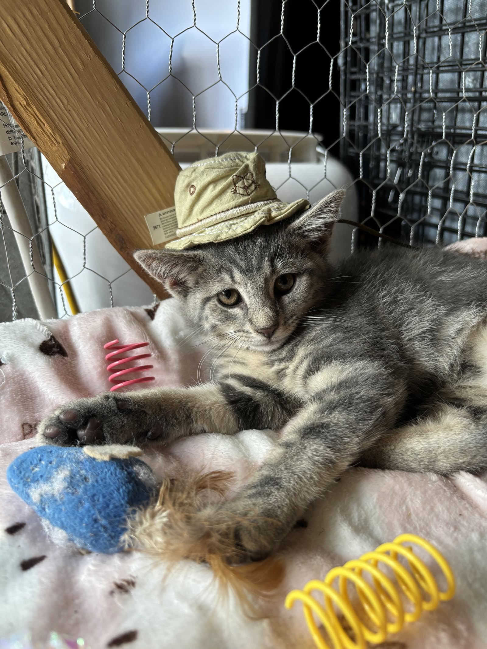 Dagger - Domestic Short Hair