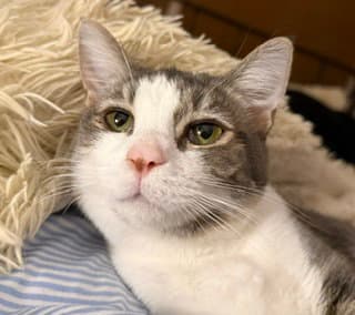 Jovie - Domestic Short Hair