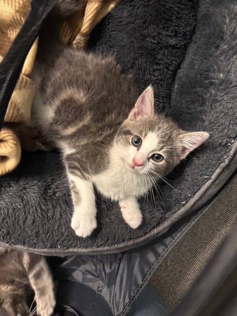 Charlotte - Domestic Short Hair