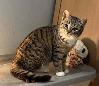 Fable - Domestic Short Hair