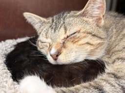 Darla image 1