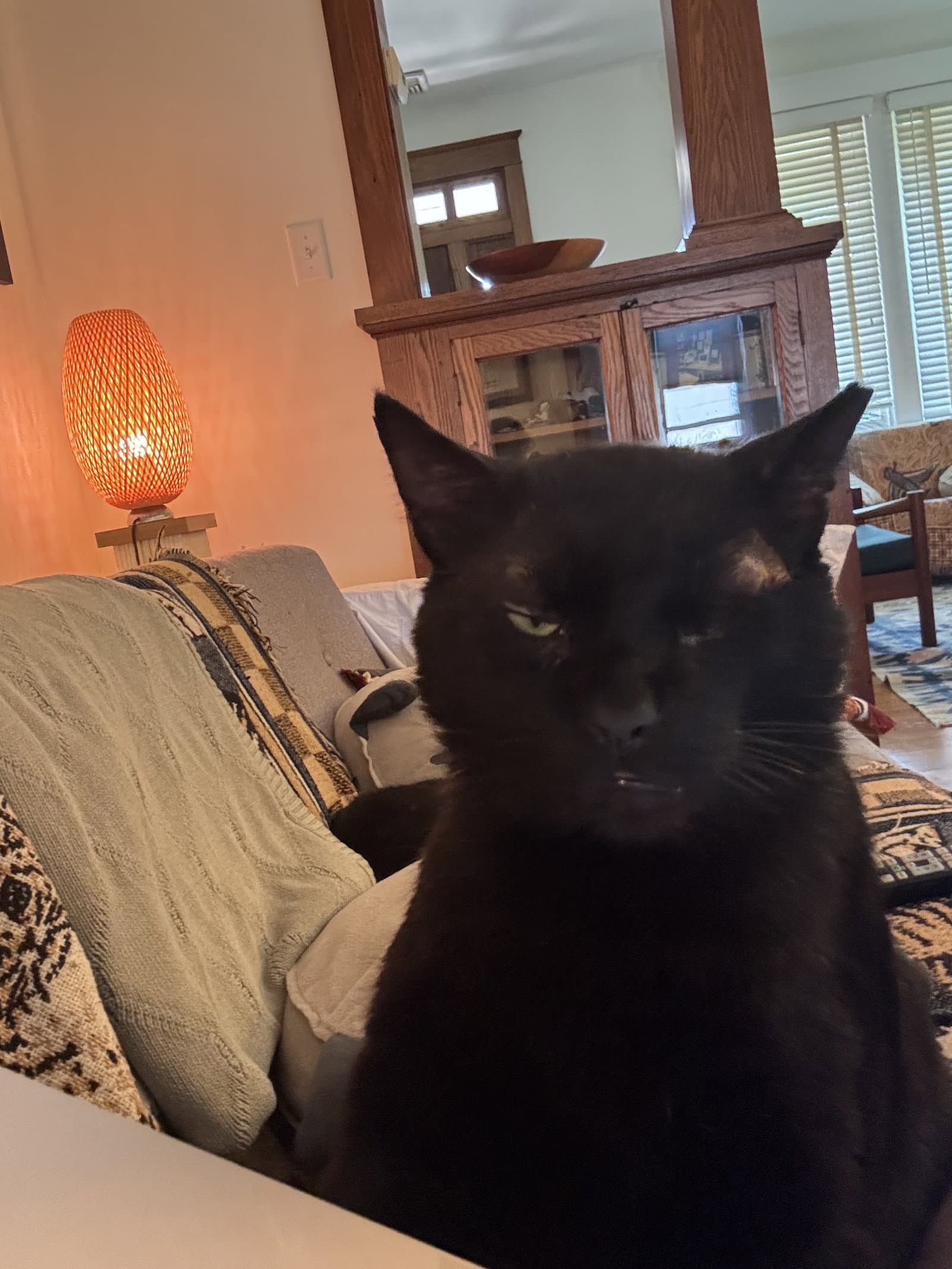 Alistair - Domestic Short Hair