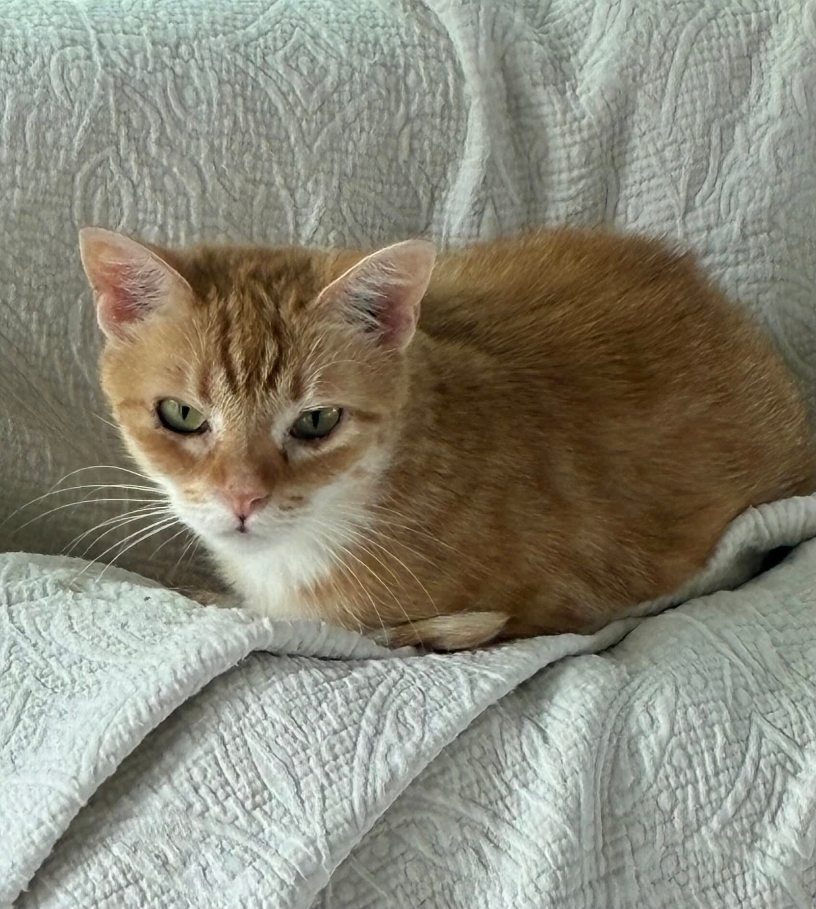Mouse - Domestic Short Hair
