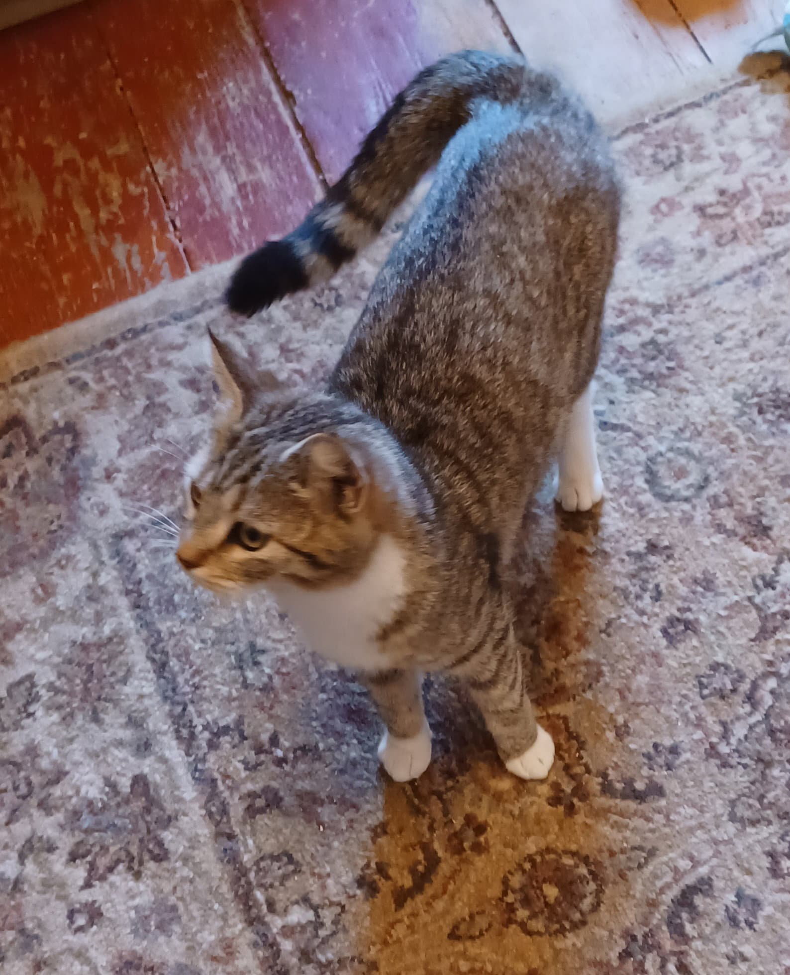 Coco - Domestic Short Hair