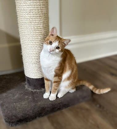 Jojo - Goofy Sweetheart - Domestic Short Hair