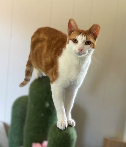 Chessy Golden-Eyed Beauty - Domestic Short Hair