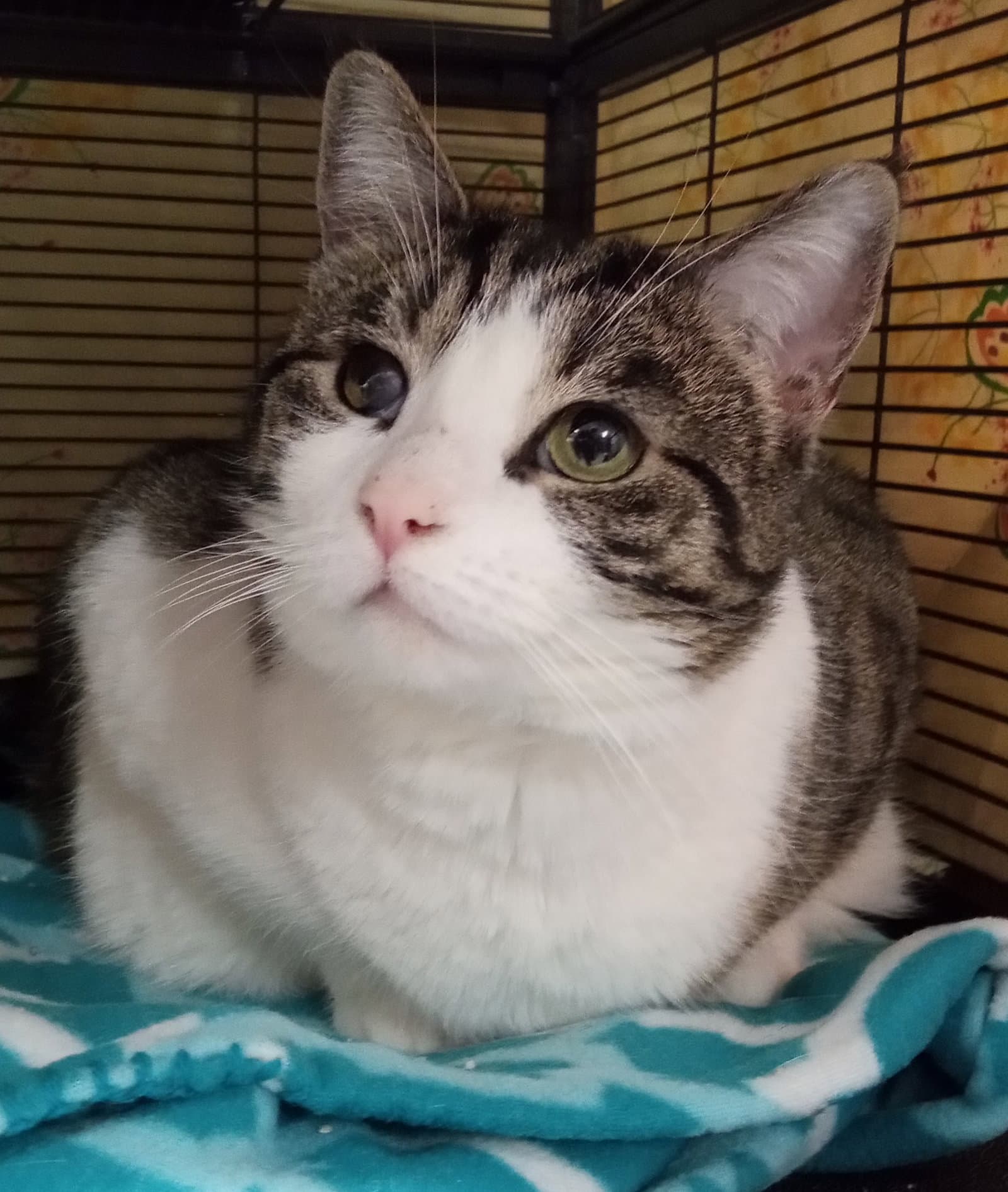 Twizzler - Domestic Short Hair