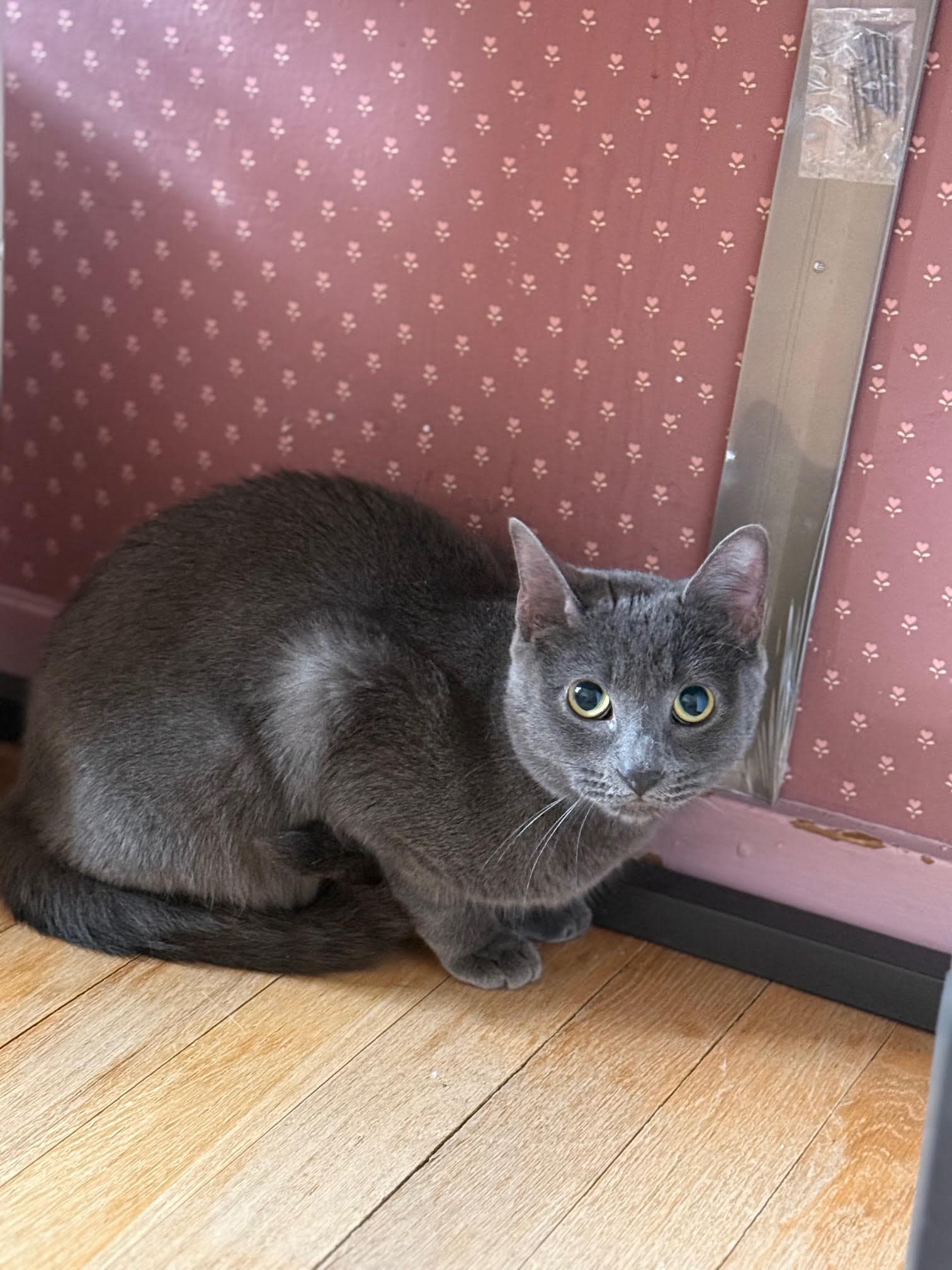Zinnia - Domestic Short Hair