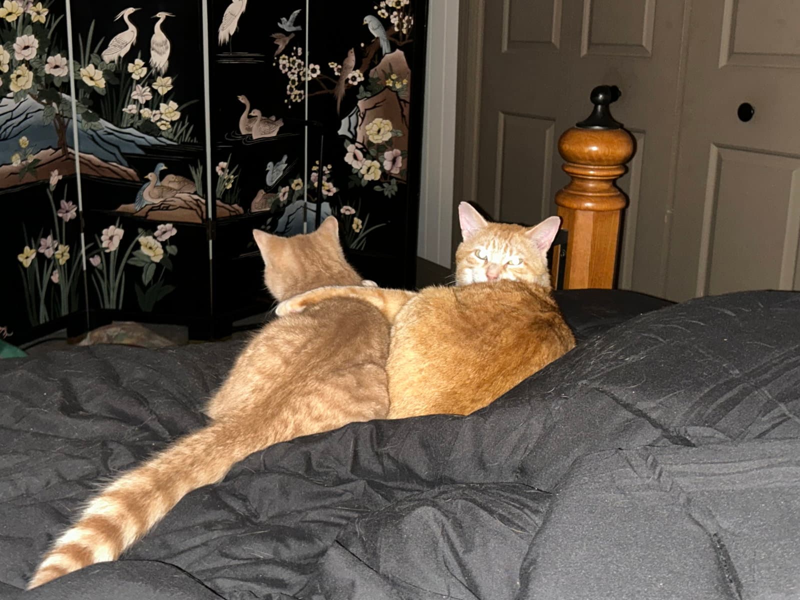 Rudie - Domestic Short Hair