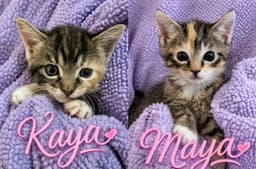 Kaya Bonded With Maya image 3