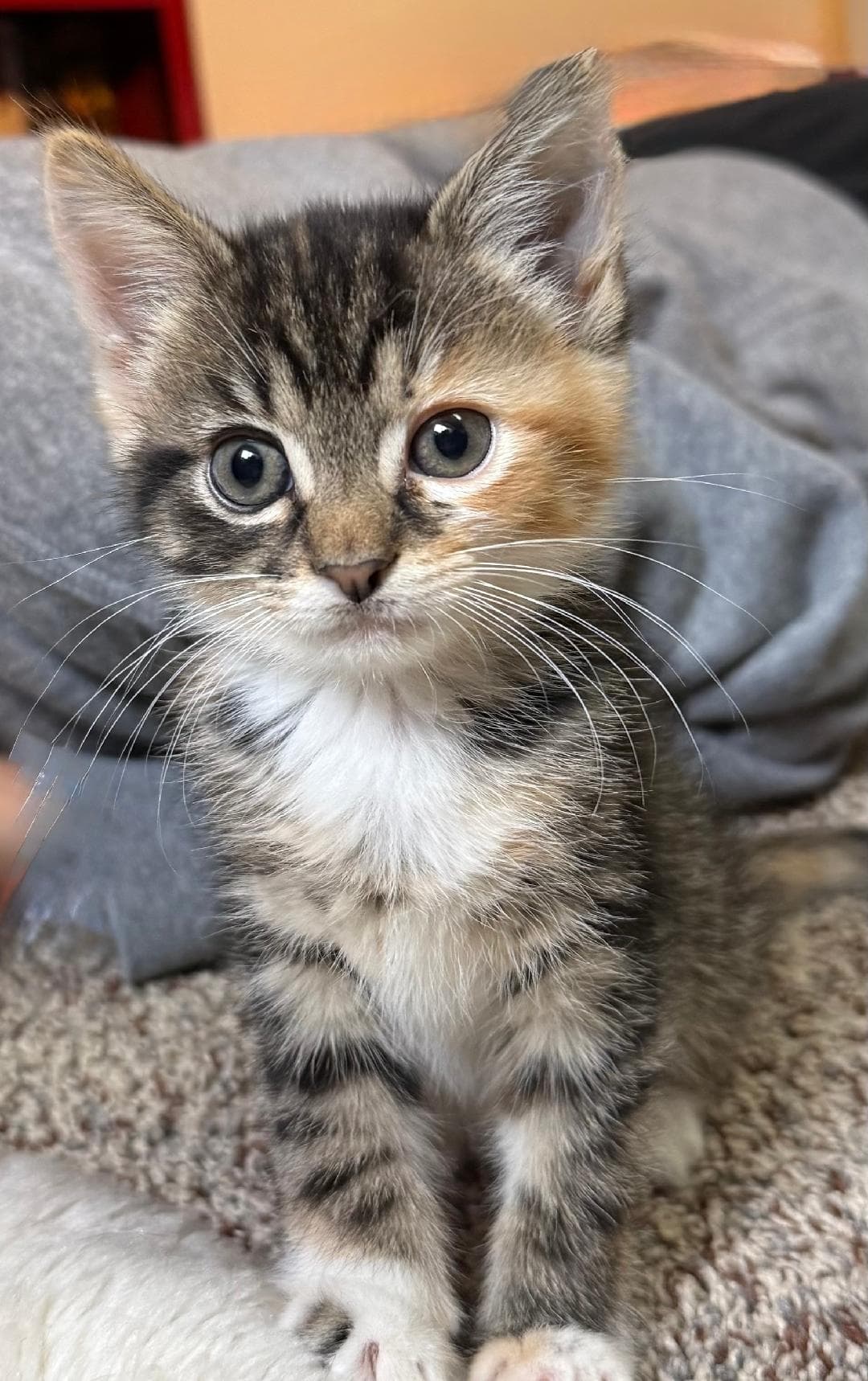 Kaya Bonded With Maya - Domestic Short Hair