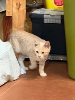 Oliver P - Domestic Short Hair