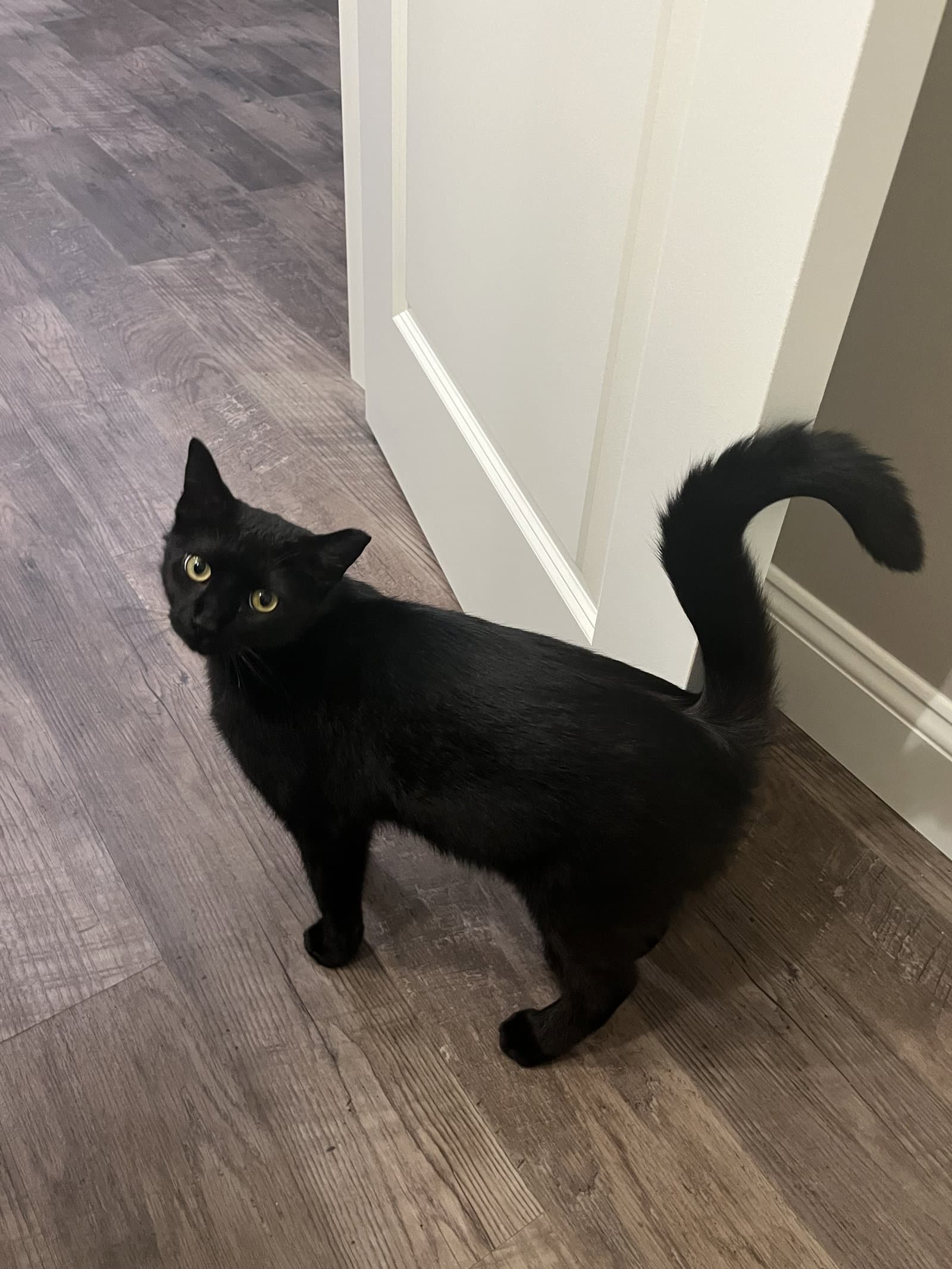 Sable - Domestic Short Hair