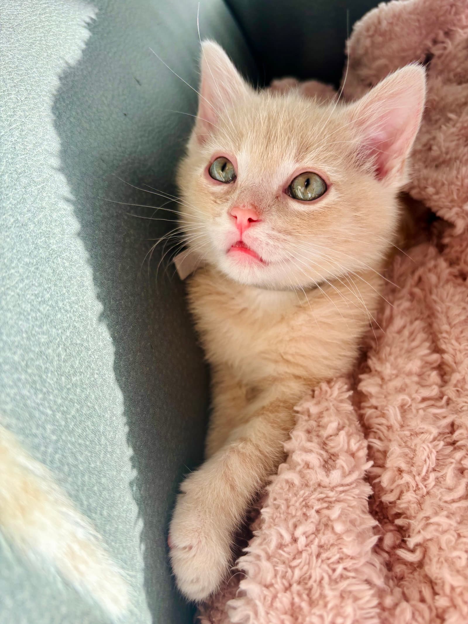 Bacon - Domestic Medium Hair