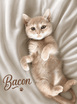 Bacon image 4