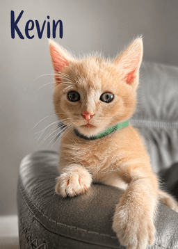 Kevin image 1