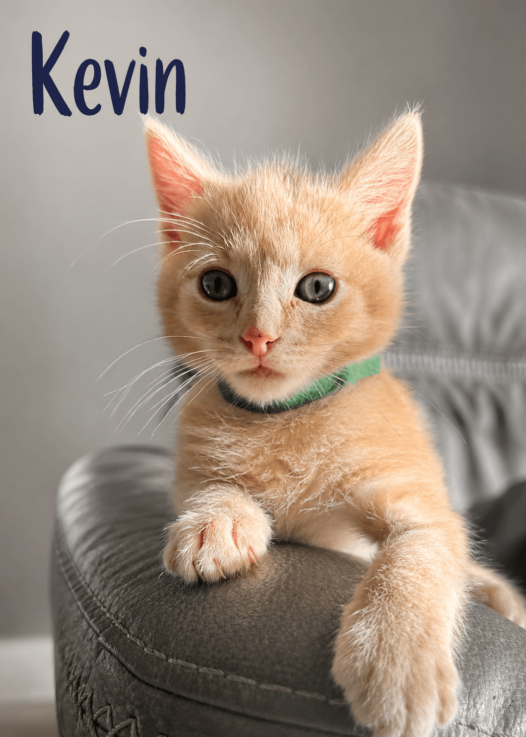 Kevin - Domestic Medium Hair