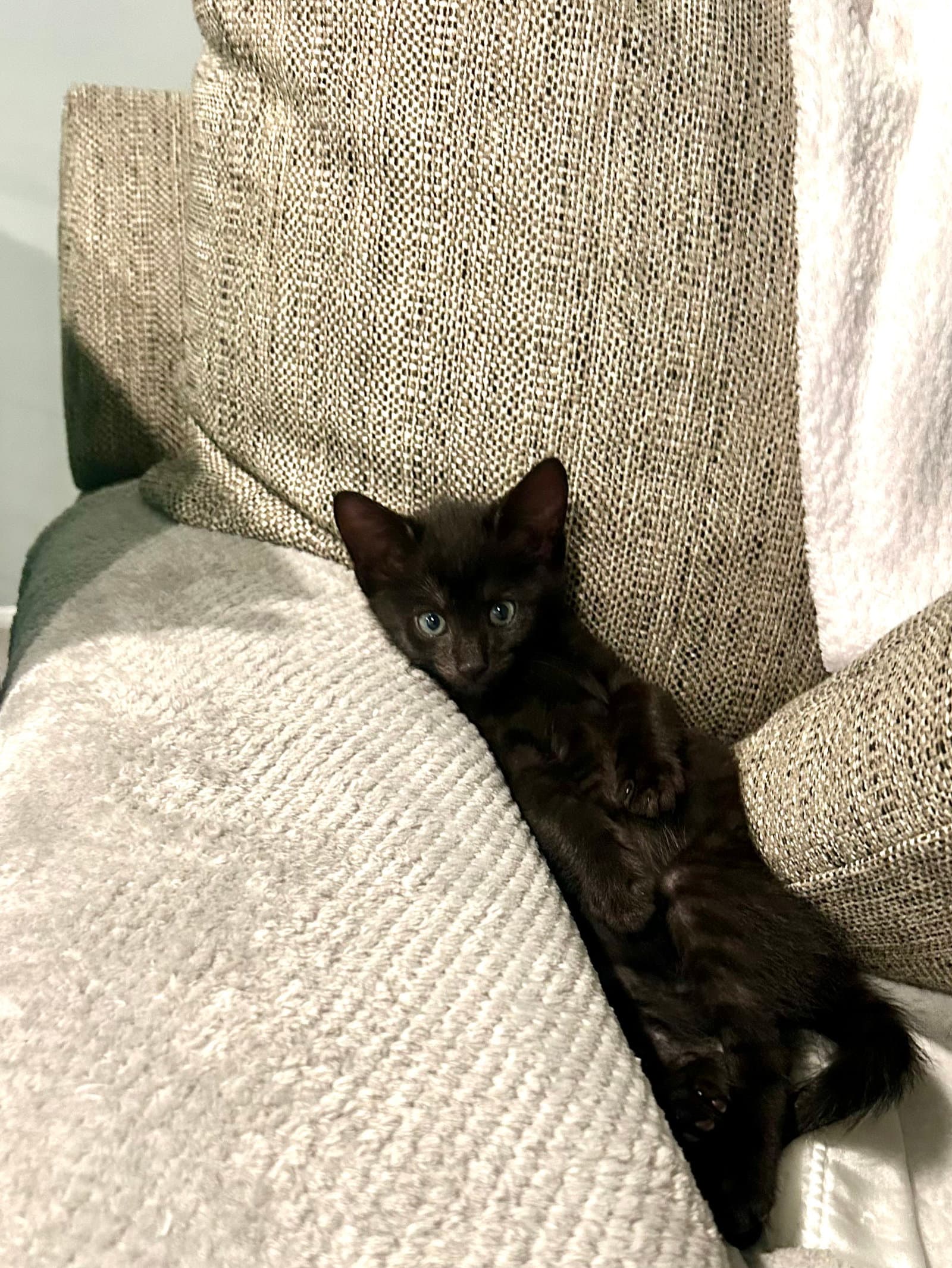 Vedder - Domestic Short Hair