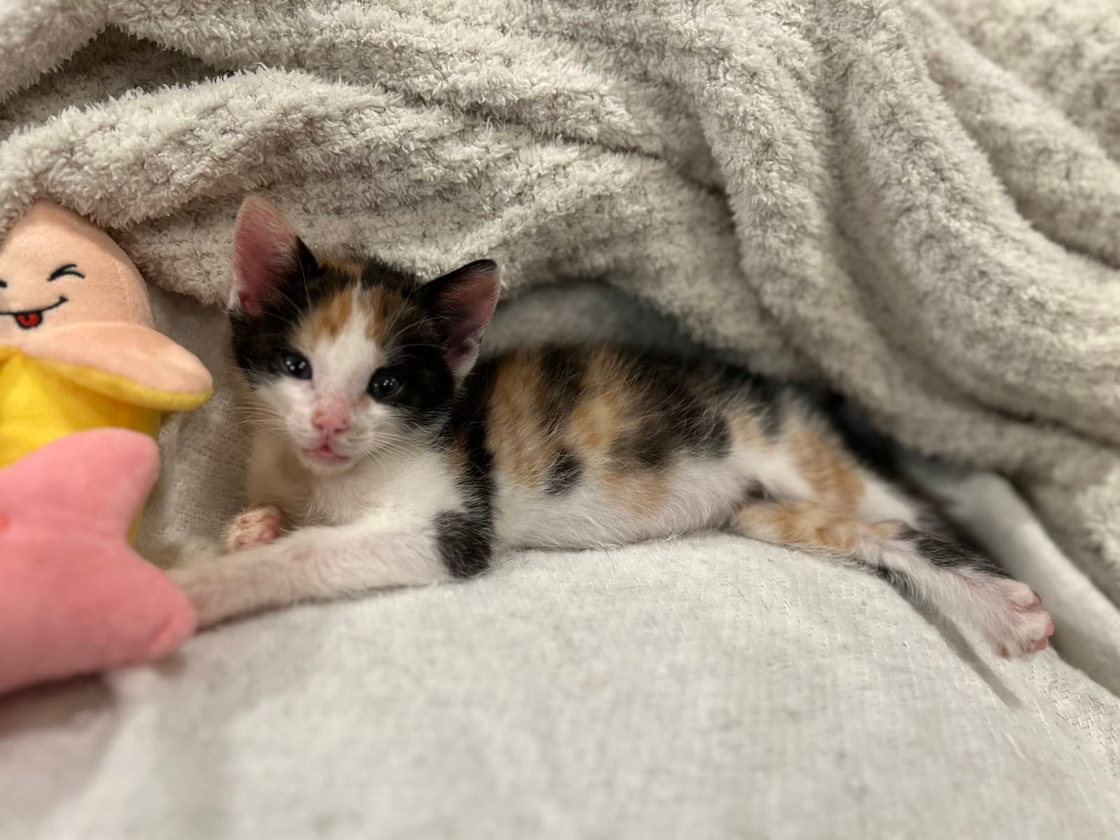 Jewel S - Domestic Short Hair