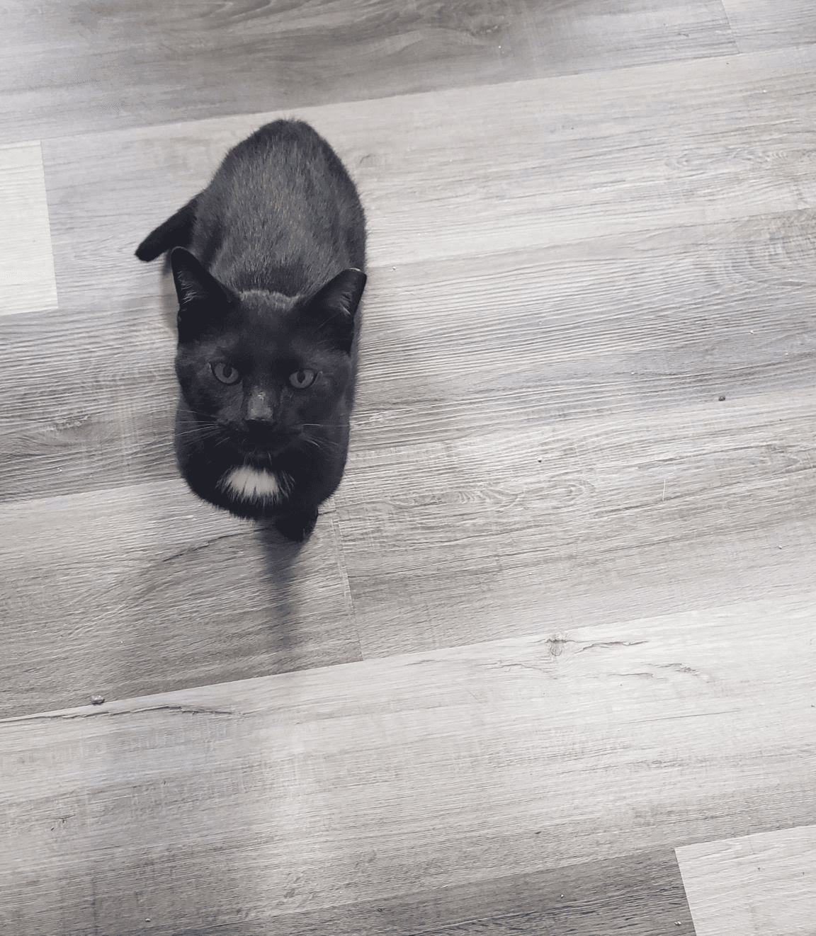Jeter - Domestic Short Hair