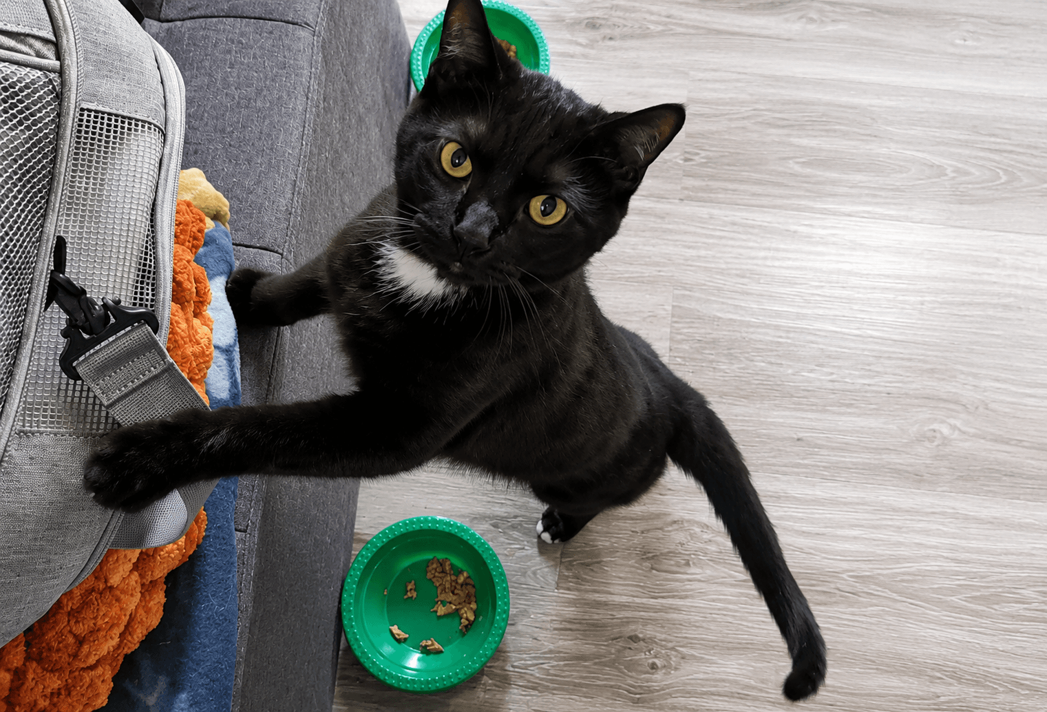 Marsh - Domestic Short Hair