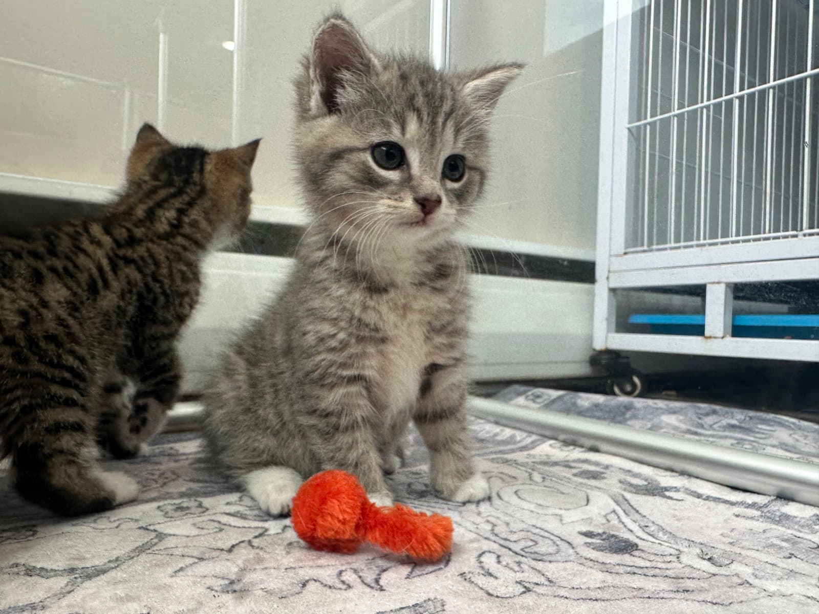 Tipper - Domestic Short Hair