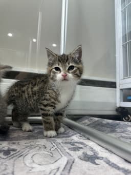 Rocco image 1