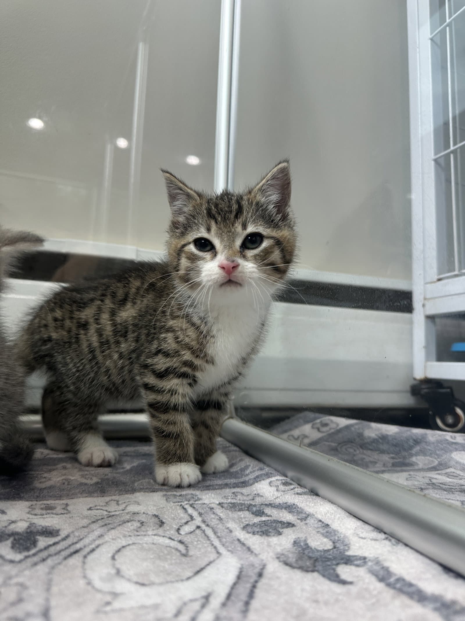 Rocco - Domestic Short Hair