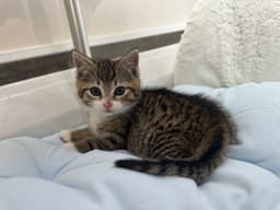 Rocco image 2