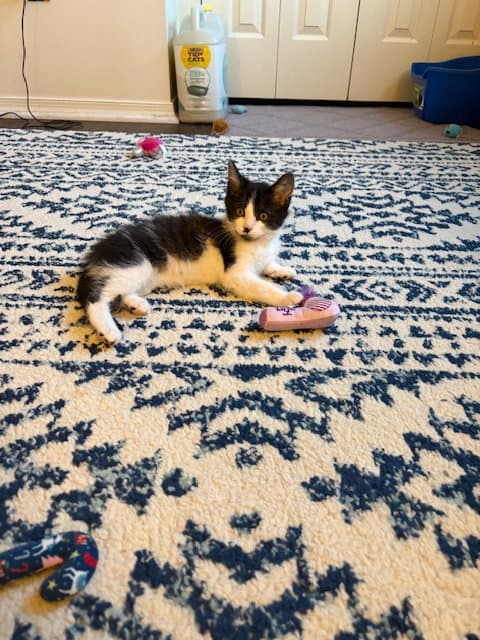 Dwight - Domestic Medium Hair