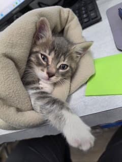 Nora - Domestic Short Hair