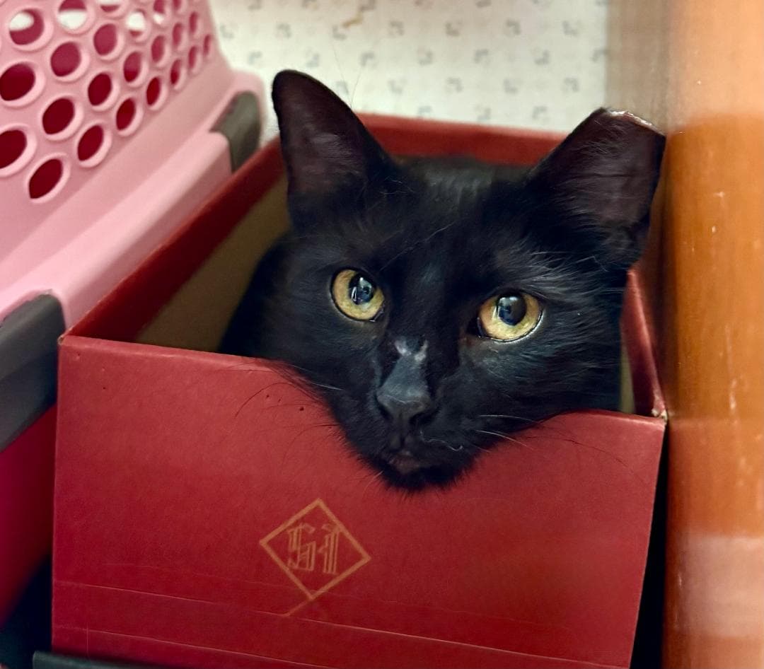 Bizzy - Domestic Medium Hair