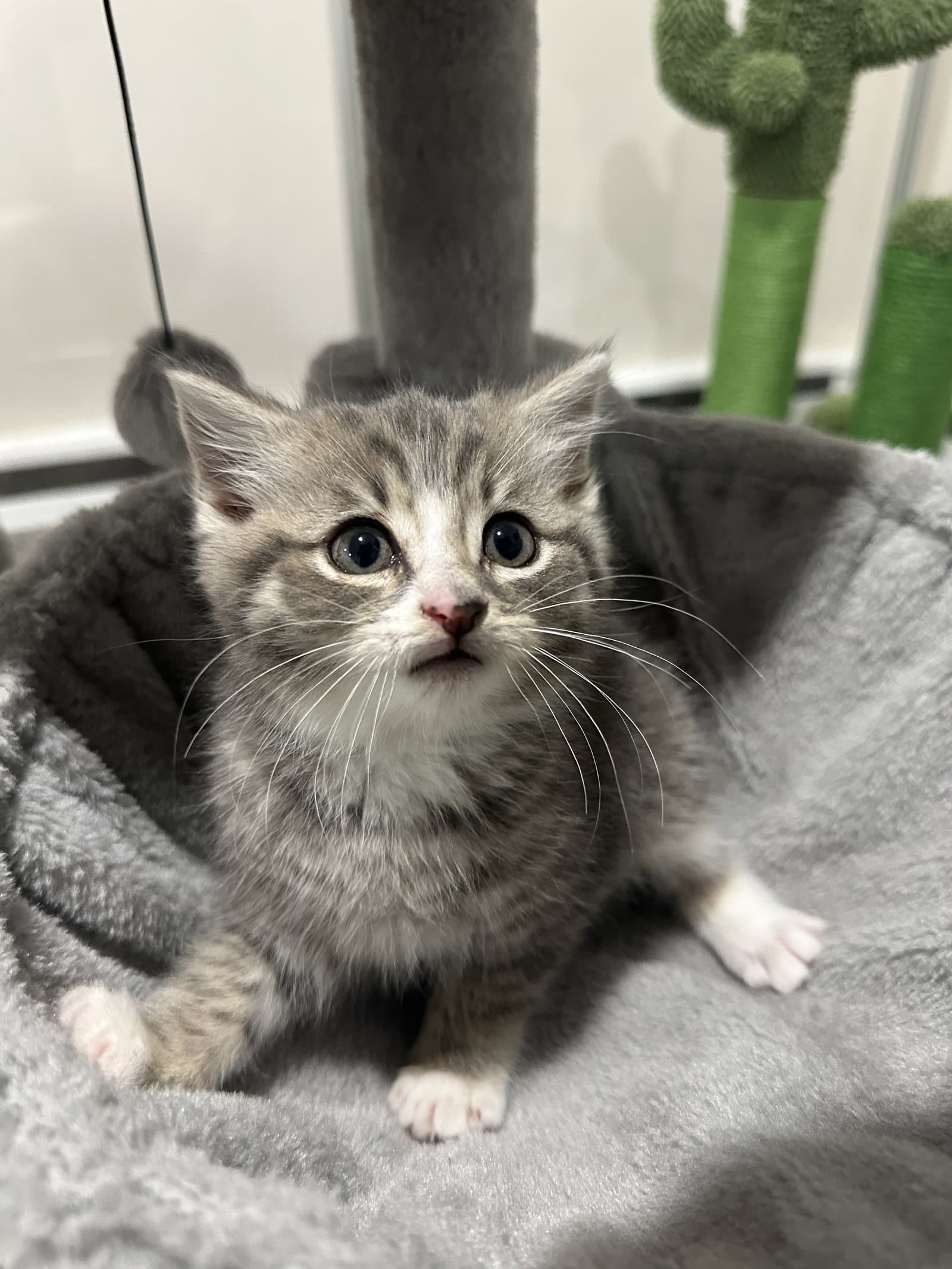 Theodore - Domestic Short Hair