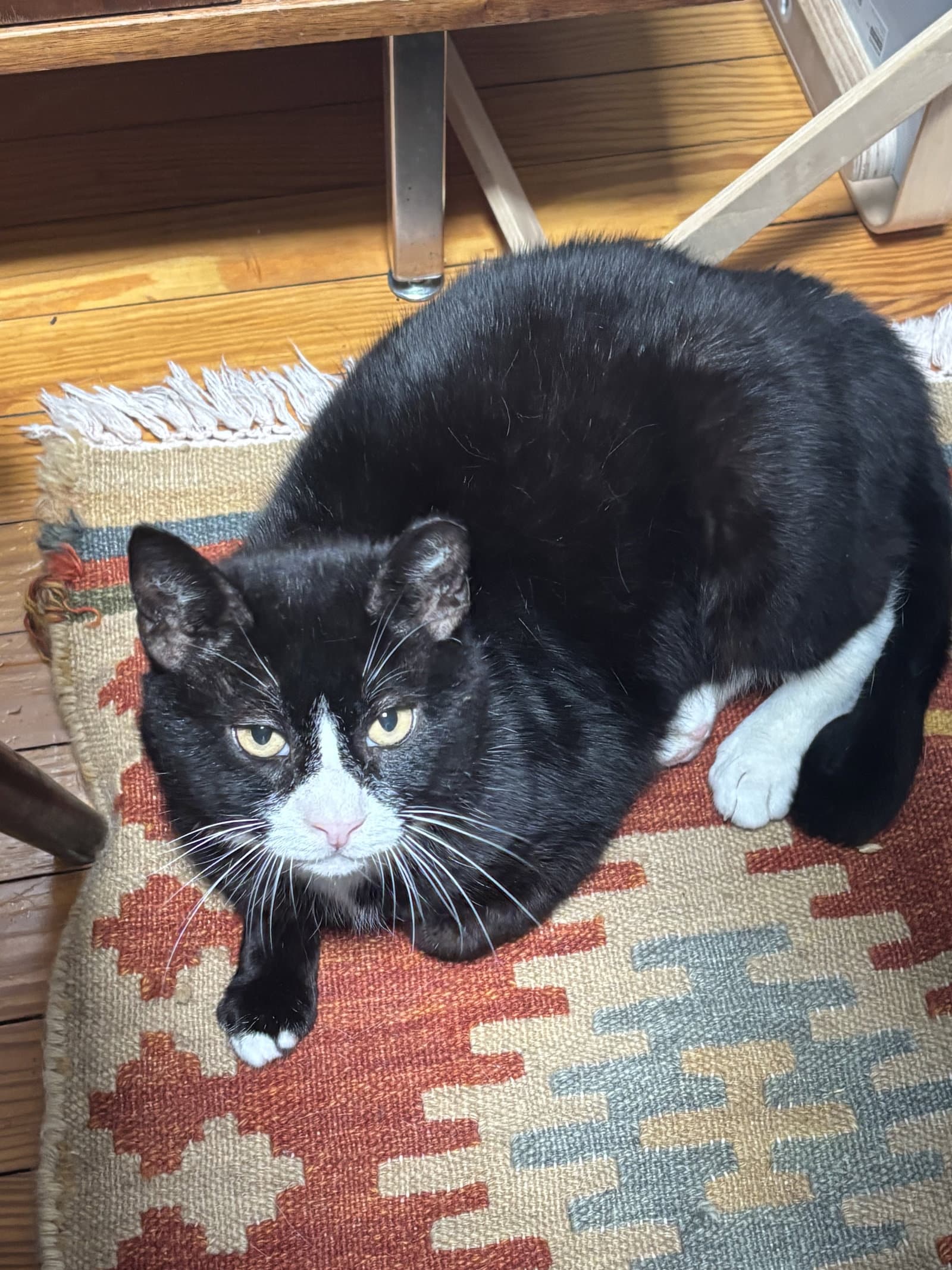 Whitley - Domestic Short Hair