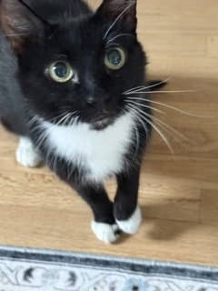Ali - Domestic Short Hair