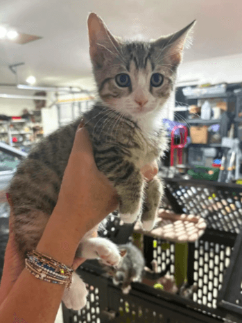 Graham - Domestic Short Hair