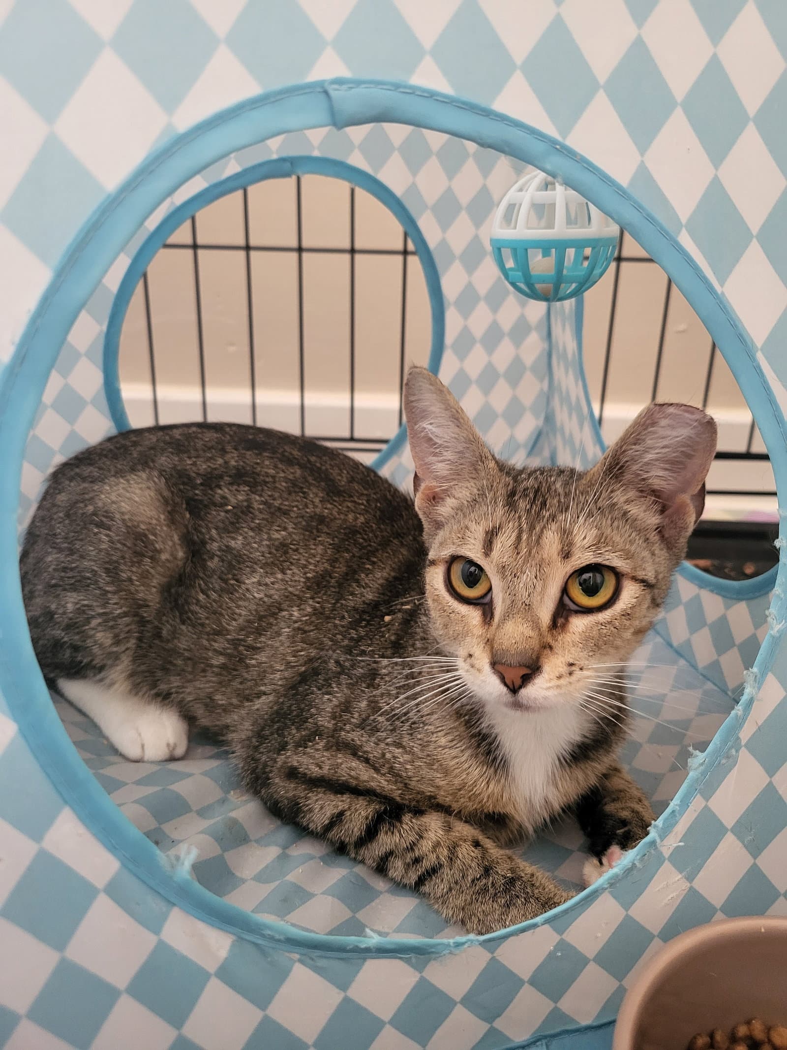 Marigold - Domestic Short Hair