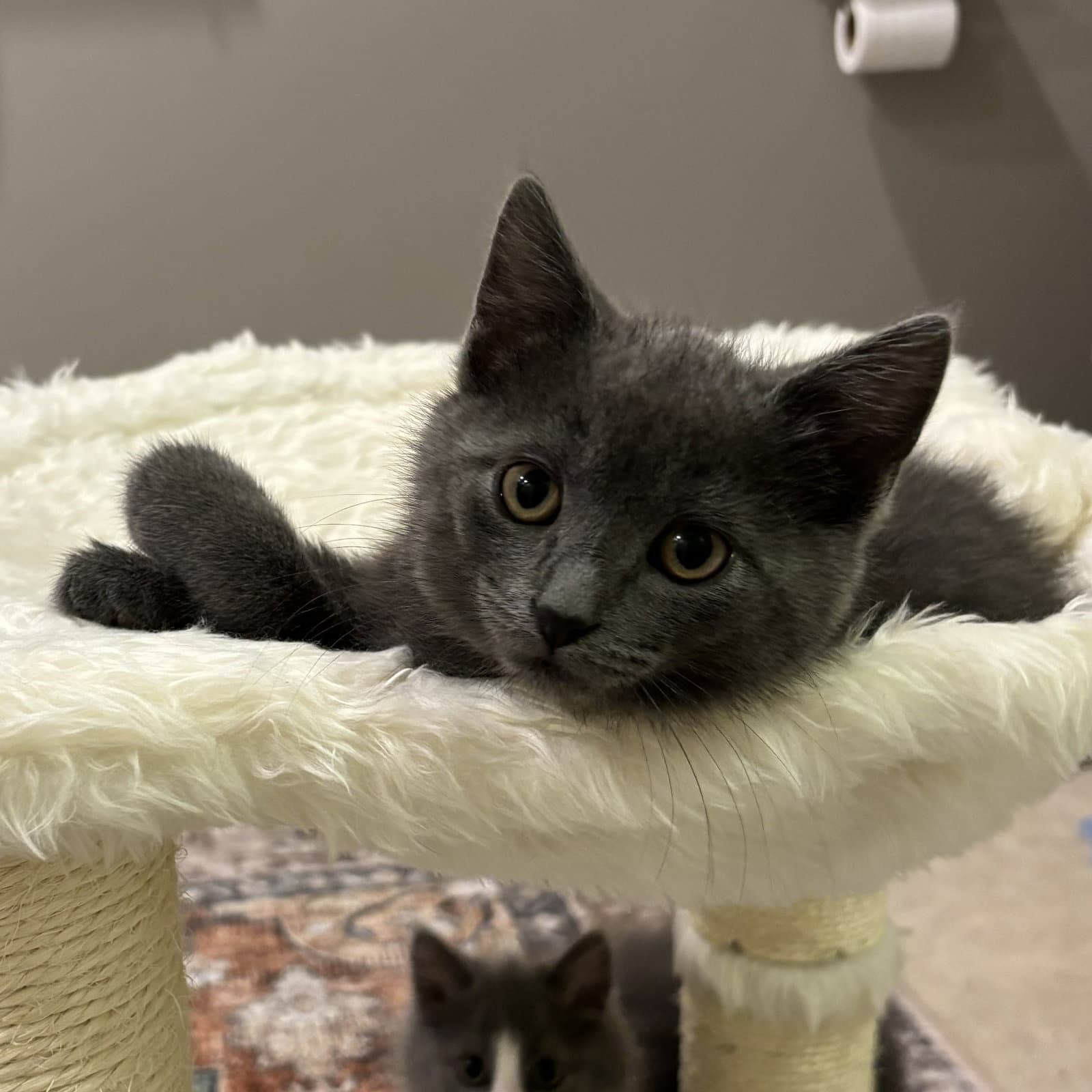 Darlene Mitchell Playful And Loving Kitten - Domestic Short Hair