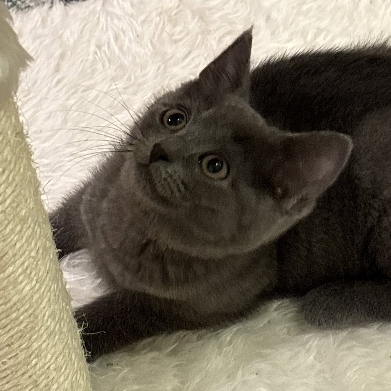 Myki Meeks Fun Little Guy - Domestic Short Hair