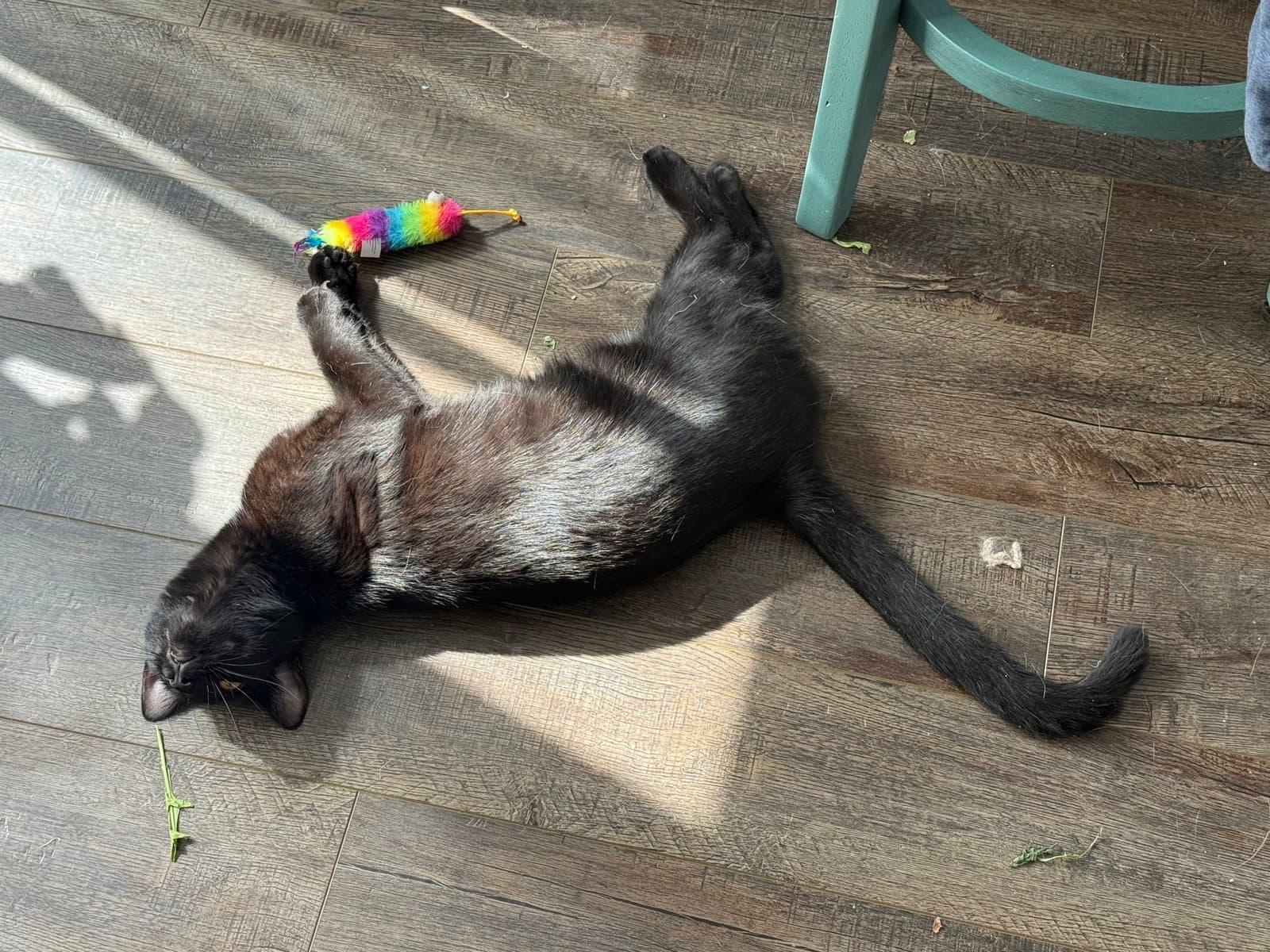 Rosalie - Domestic Short Hair