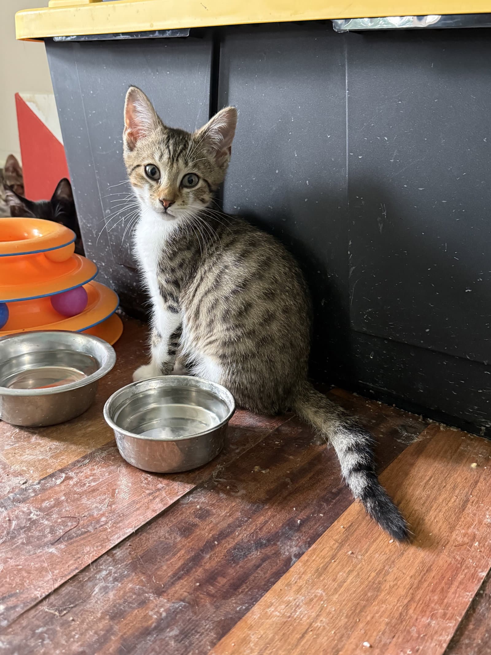 Theoden - Domestic Short Hair