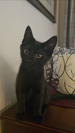 Percy image 2